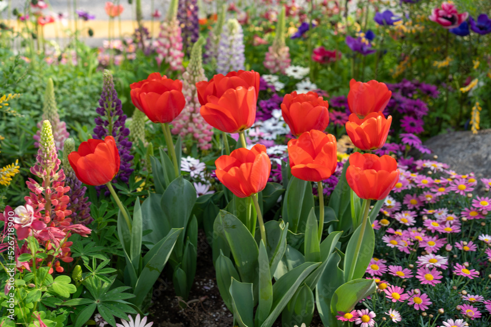 red and yellow tulips red and yellow tulips