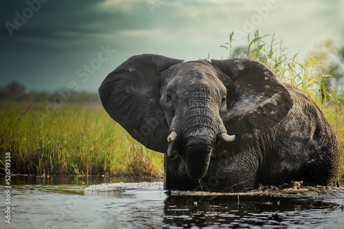 Canvas Print African bush elephant or African Elephant (Loxodonta africana) in the water