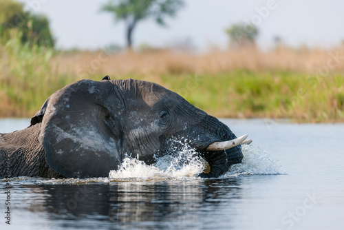 Photography African bush elephant or African Elephant (Loxodonta africana) in the water