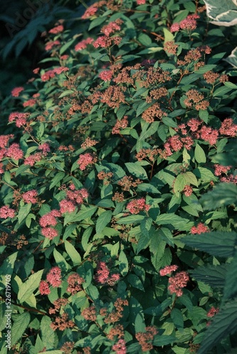 red and green leaves