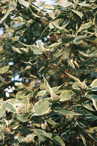 green olives on tree