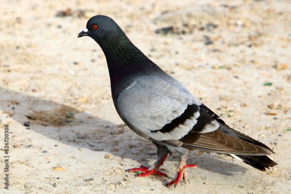 Wild pigeons in a city park in Israel. Wild pigeons in a city park in Israel.