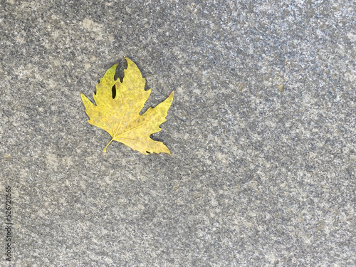 Autumn yellow leaf , background marble , copy space, space for text,  top, view, overhead, above, up , autumn concept.