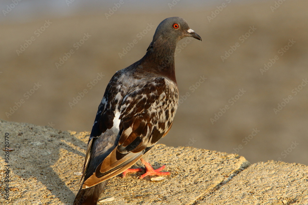 Wild pigeons in a city park in Israel. Wild pigeons in a city park in Israel.