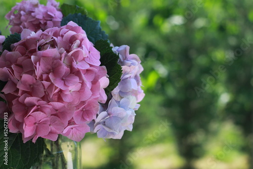 close up Hydrangea flower on the green background.