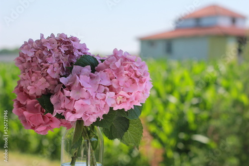 pink hydrangea flowers