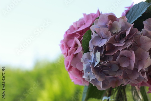 Close up Hydrangea flower. 