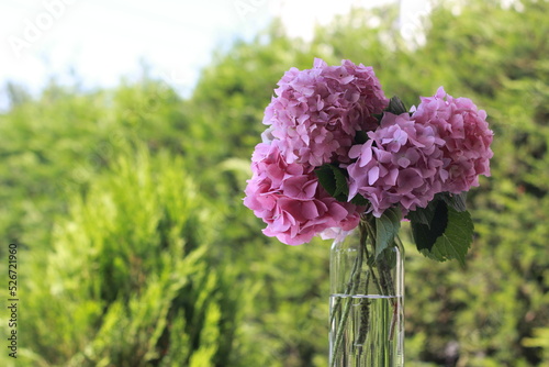 flowers in a garden. Hydrangea flower