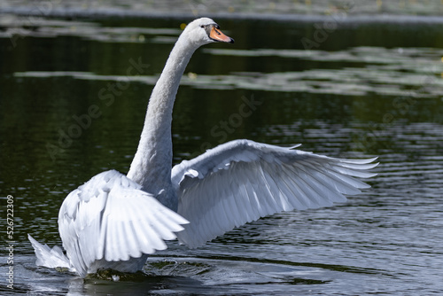 Swan in Lake