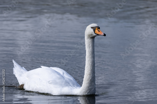 Swan in Lake