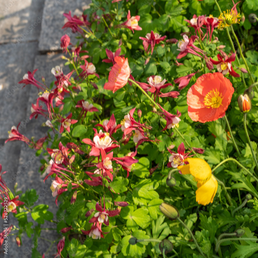 red and yellow flowers red and yellow flowers