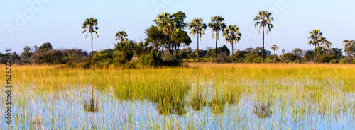 Scenic view of the Okavango Delta with typical Real fan palm or Makalani palm (Hyphaene petersiana).  Botswana photo