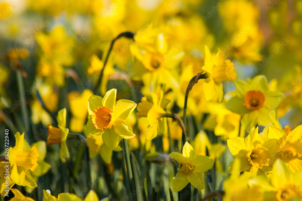 Fototapeta premium The daffodil flowers in a park
