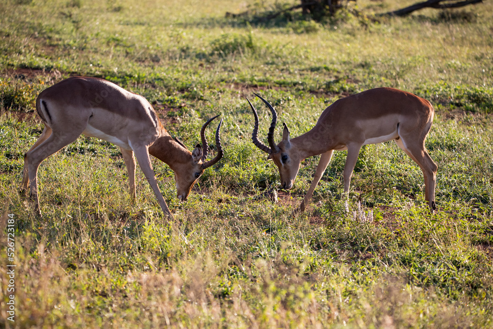 These antelopes live in the wildlife in the African savannah, along with other herbivorous animals, and protect themselves together from predators.