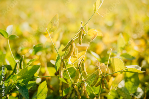 A field of ripe soybeans. Growing soybeans