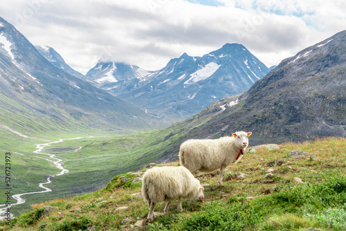 Sheeps clamly chew the grass on a green meadow along the path leading to the summit of Galhopiggen in Norway with the scenery of beautiful mountains in the background.