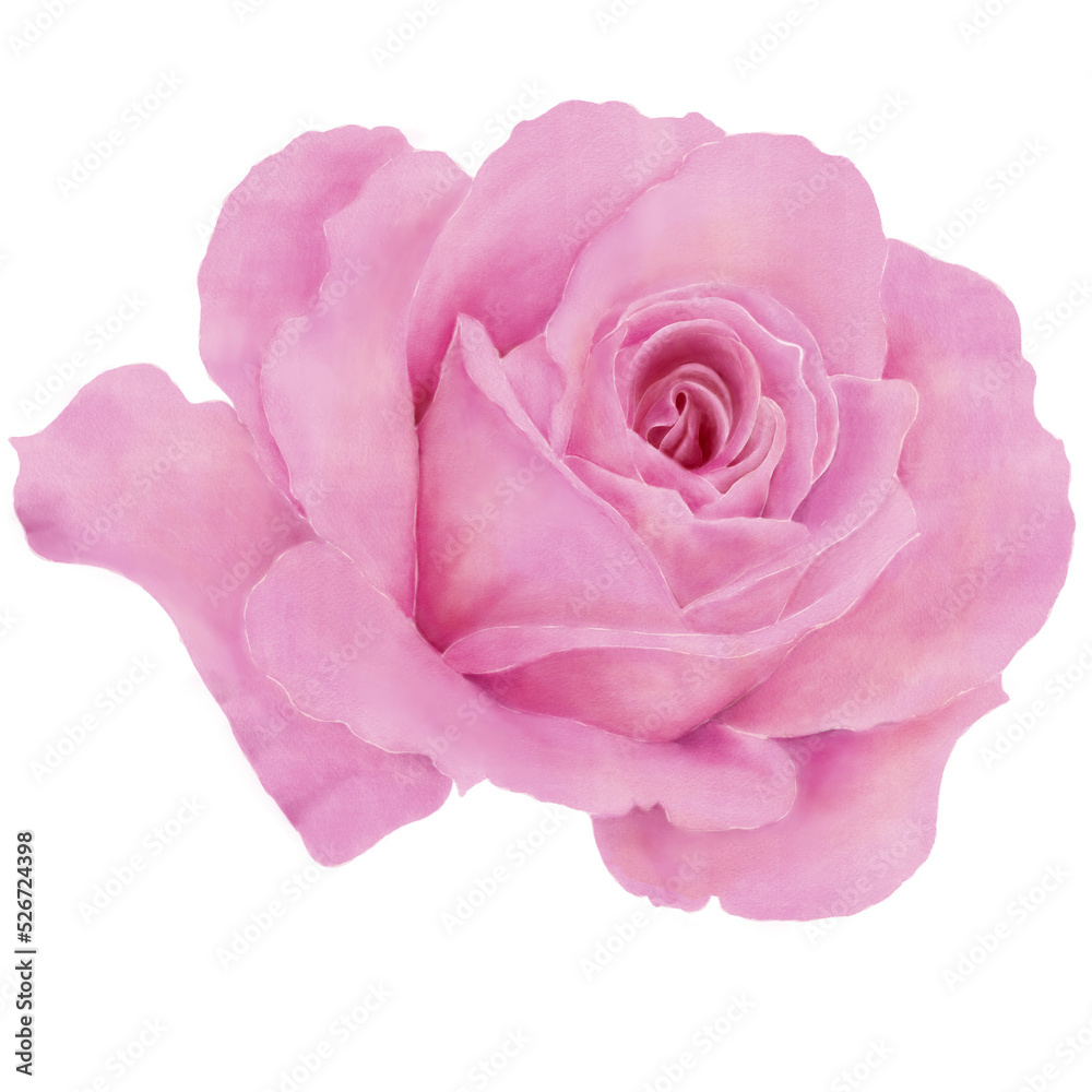 Rose in Pink and Purple in Illustration of Watercolor Style