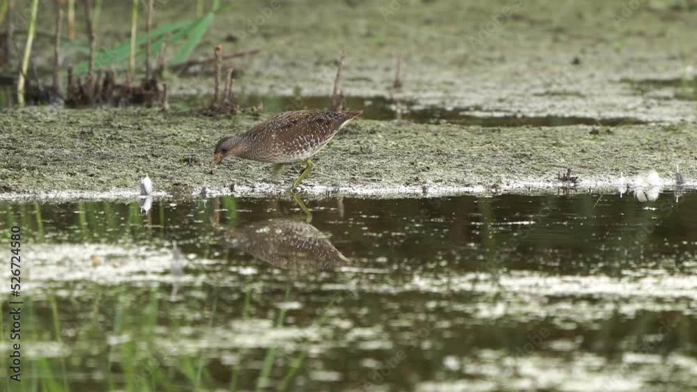 A Spotted Crake (Porzana porzana) foraging in a wetland A Spotted Crake (Porzana porzana) foraging in a wetland