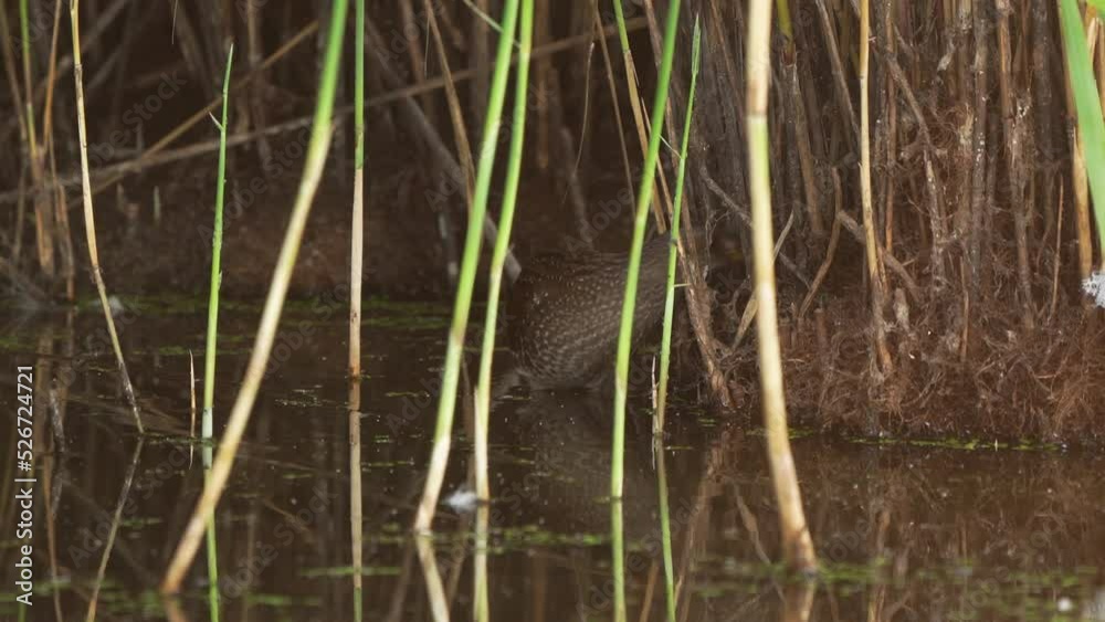 A Spotted Crake (Porzana porzana) emerges from the reed collar A Spotted Crake (Porzana porzana) emerges from the reed collar