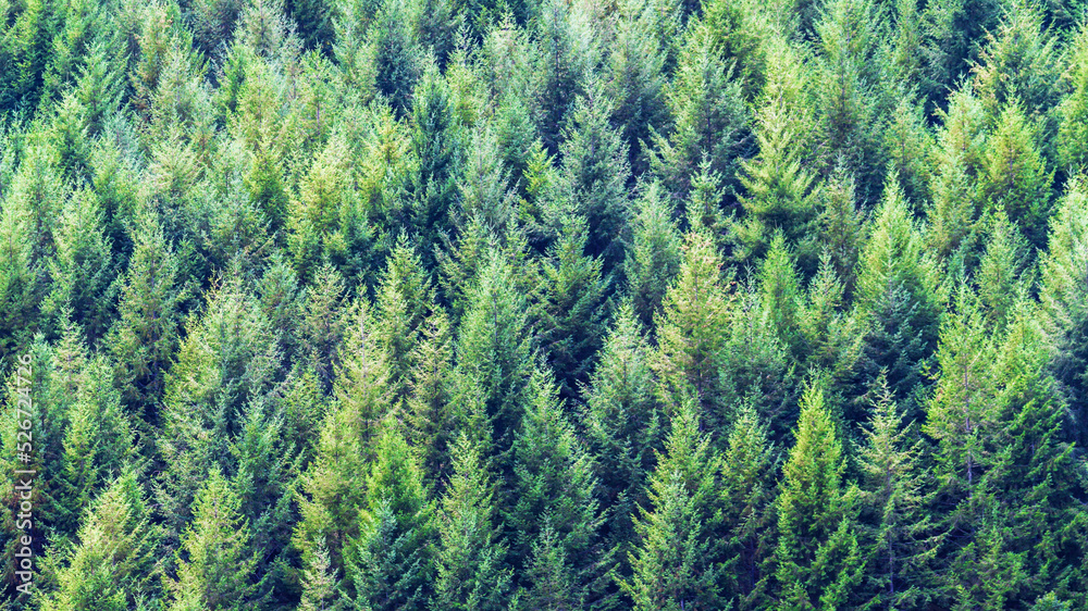 Obraz premium Reboisement de forêt.