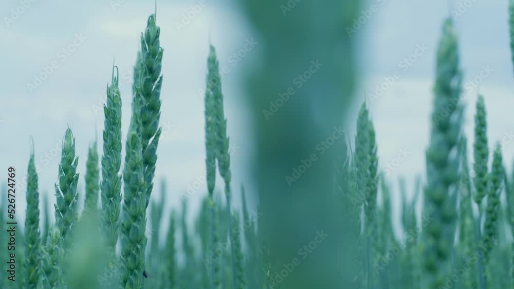 Close-up growing wheat in the field on a summer day. Save the new wheat crop. Agriculture theme. The ears of barley are ripening. Selective focus, shallow depth of field Close-up growing wheat in the field on a summer day. Save the new wheat crop. Agriculture theme. The ears of barley are ripening. Selective focus, shallow depth of field