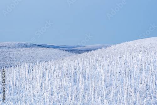 Swedish Lapland winter scene © Peter