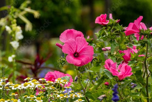 Wonderful mug mallow in full bloom
 photo