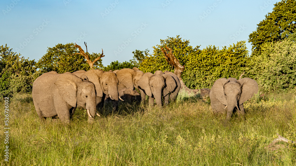 Obraz premium Bull elephant, loxodonta africana, in the grasslands of Amboseli National Park, Kenya. Front view