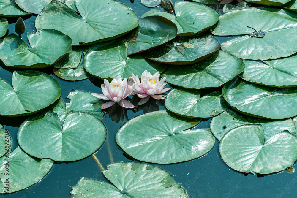 Flowering pink water lily. white lotus flower Flowering pink water lily. white lotus flower