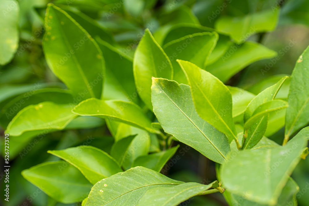 Lemon tree leaves. green lemon leaves Lemon tree leaves. green lemon leaves