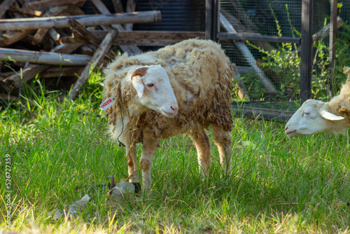 goats in the field before being sacrificed on Eid al-Adha. photo