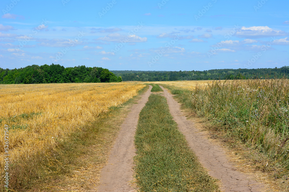 country road going through the agricultural field to the forest country road going through the agricultural field to the forest