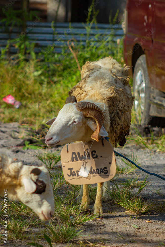 Naklejka premium goats in the field before being sacrificed on Eid al-Adha.