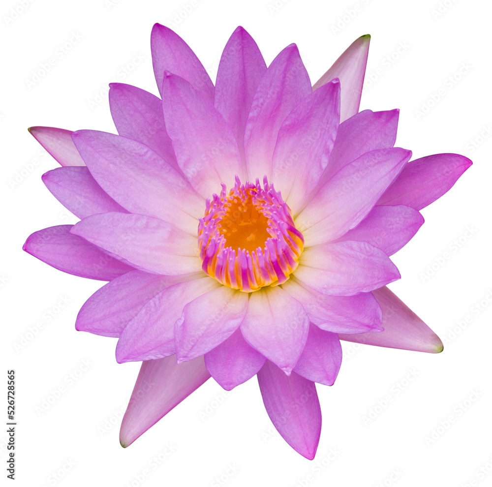 The isolates of purple-pink lotus flowers bloom beautifully.