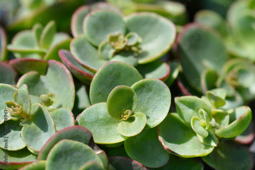 Japanese Stonecrop Japanese Stonecrop