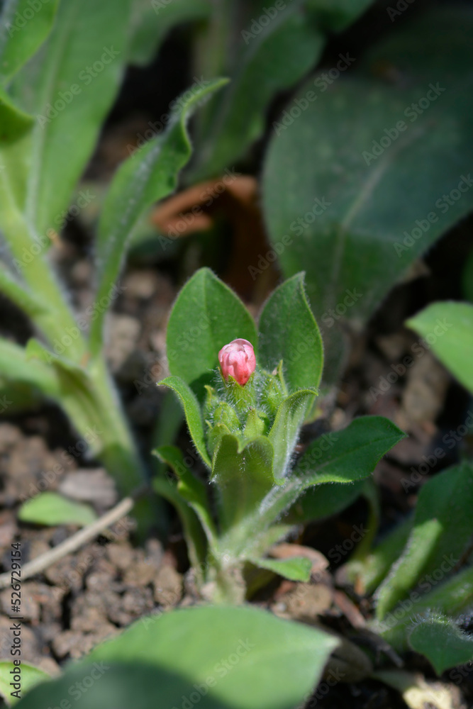 Red lungwort Red lungwort