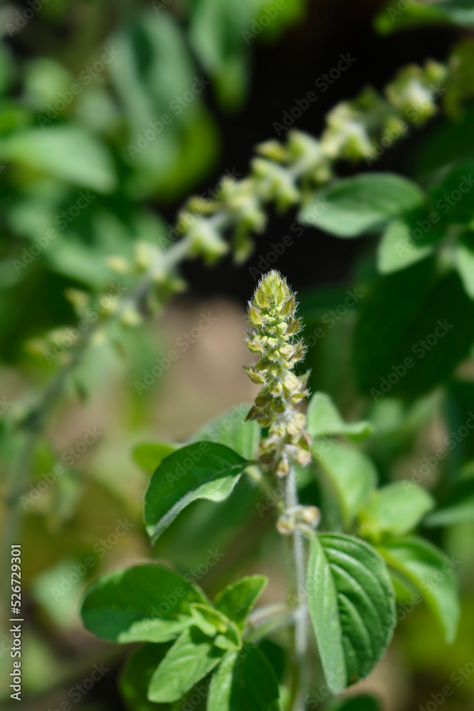 Camphor basil Camphor basil