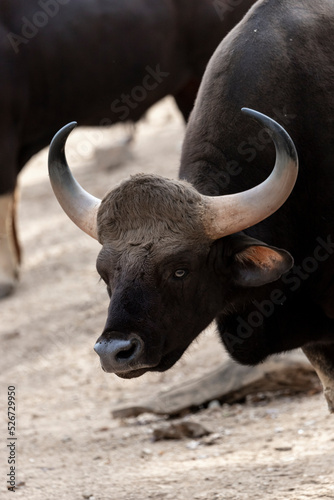 gaur(Bos gaurus) close- up in the nature. also called Indian bison .