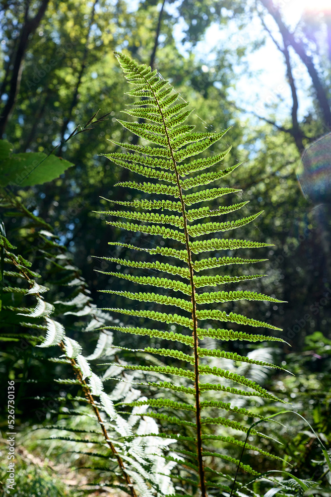 Fototapeta premium Backlit Fern leaf texture at daylight in a forest.