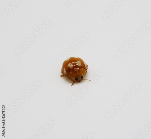 orange ladybird (Halyzia sedecimguttata) on white background  photo