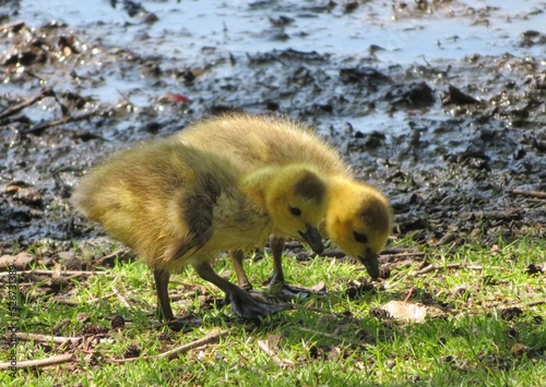 two goose chicks searching for food