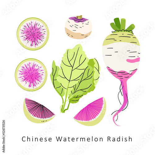 Pink Watermelon radish vector set on white background. Autumn winter harvest flat illustration