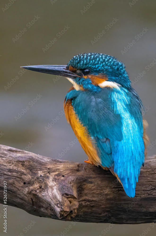 kingfisher on the branch kingfisher on the branch