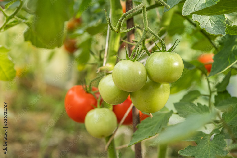 organic tomatoes in the sunlight on the plantation. natural vegetables ripen in a greenhouse. red and green tomatoes are grown on the farm. vegetarian and healthy diet