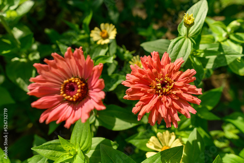 Zinnia flowers. Beautiful dark orange colored zinnia plants. Cut flower garden.