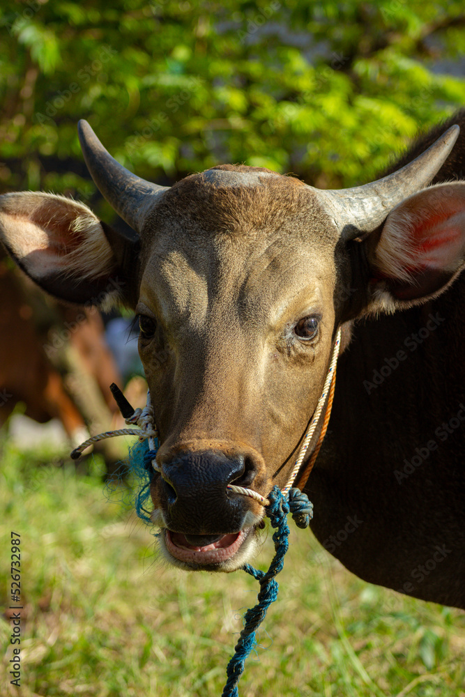 Bali cattle Bali cattle