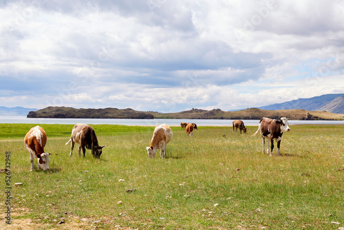 A herd of cows graze in a meadow near the lake.