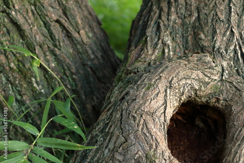 木の幹の穴