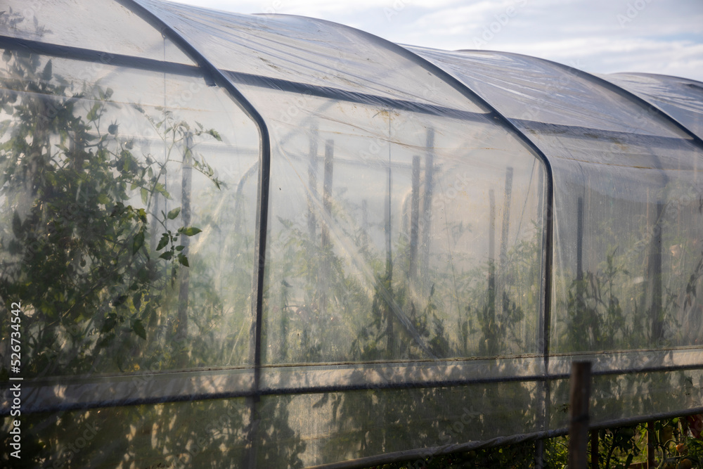 Obraz premium cultures sous serre