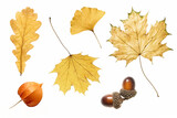 collection of dry yellowed autumn oak, maple and ginkgo leaves and physalis fruit and acorns, autumn herbarium background